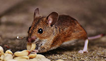 24 Hour & Emergency Exterminators in Holiday, FL